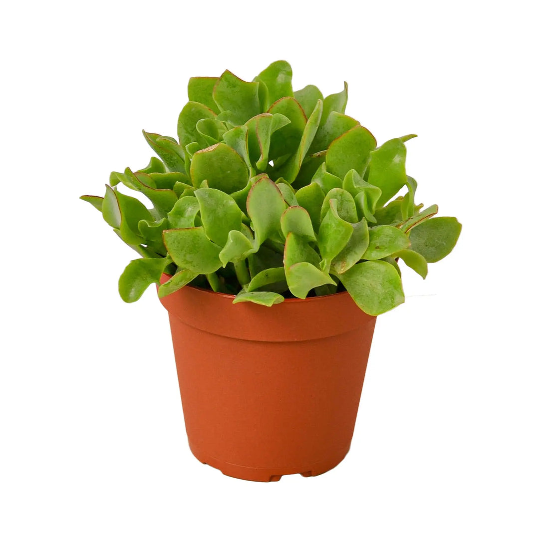 Ripple Jade Succulent - Hive Plants - Succulent