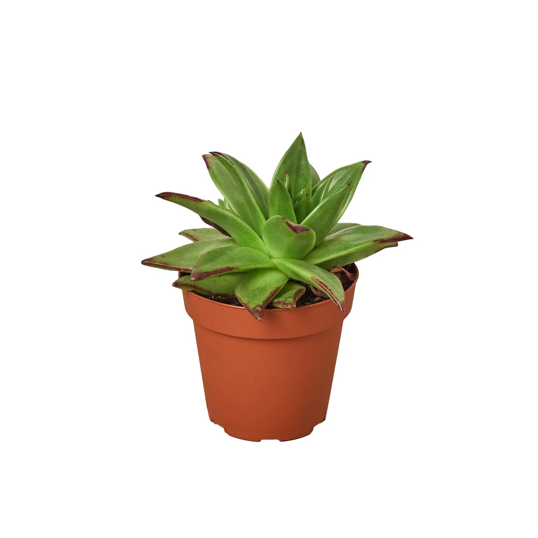 Lipstick Echeveria - Hive Plants -