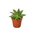 Lipstick Echeveria - Hive Plants -