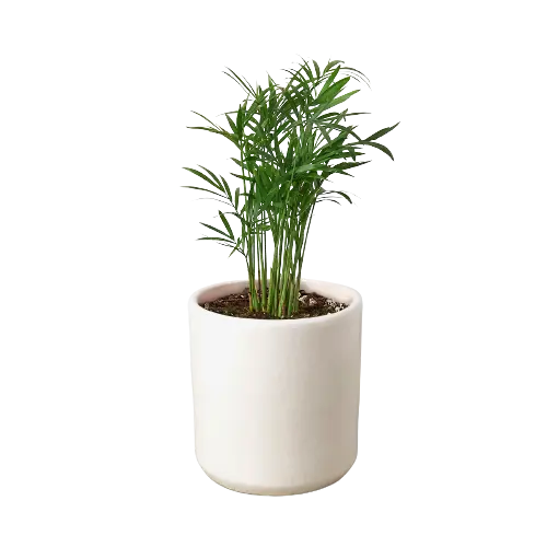 Parlor Palm - Hive Plants - Indoor & Outdoor Plants