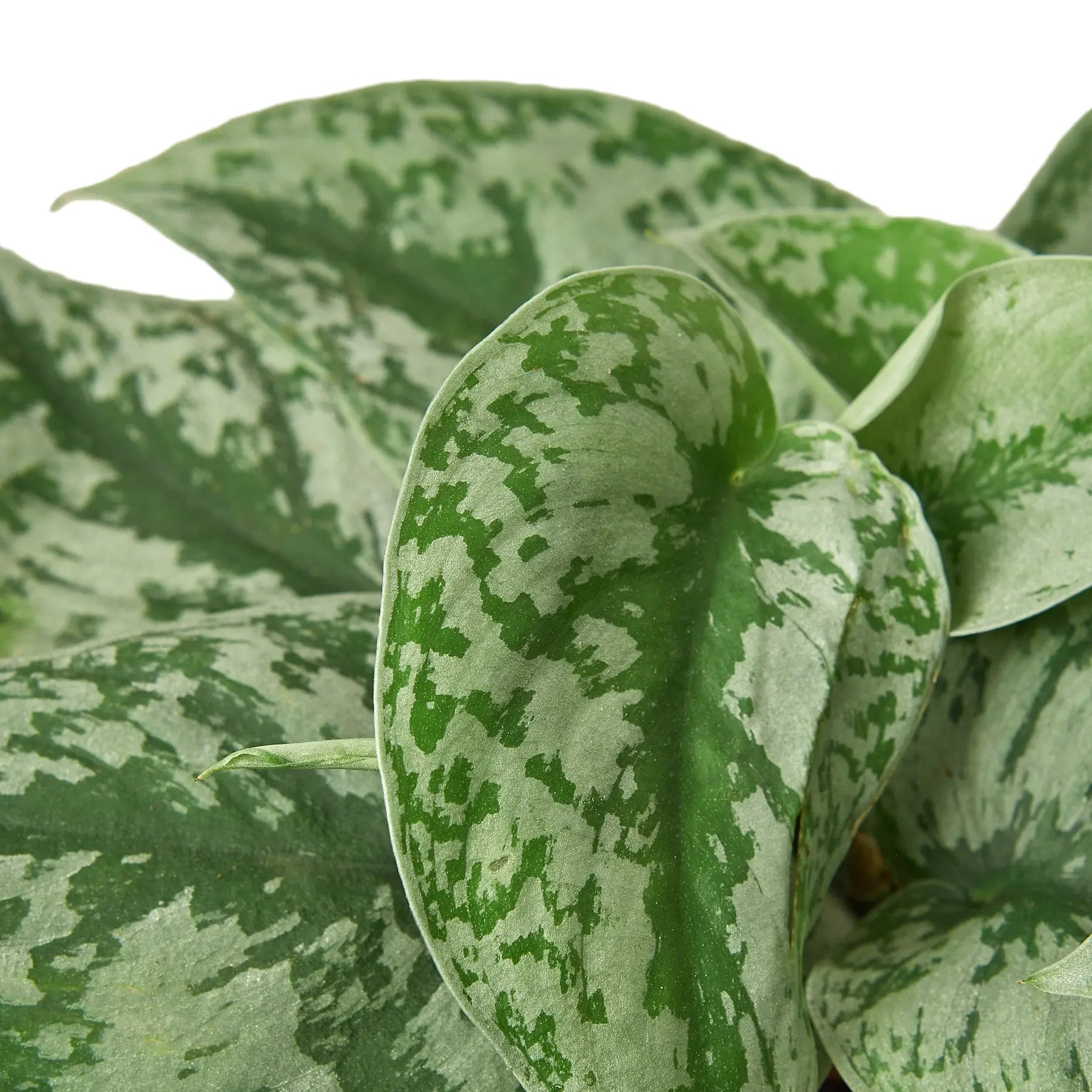 Scindapsus Pictus &