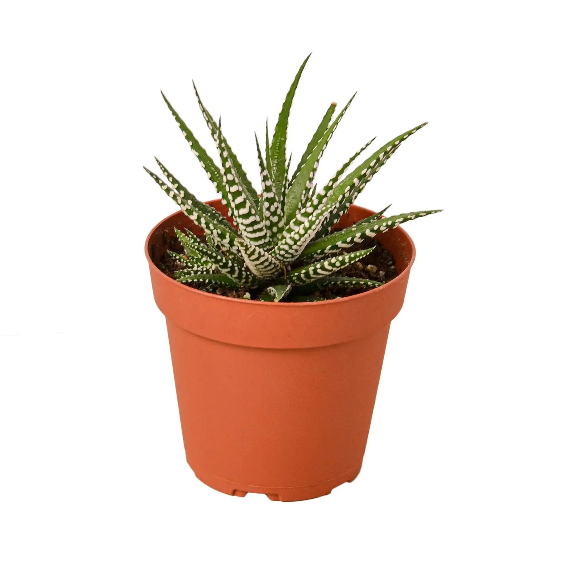 Zebra Succulent - Hive Plants - Succulent