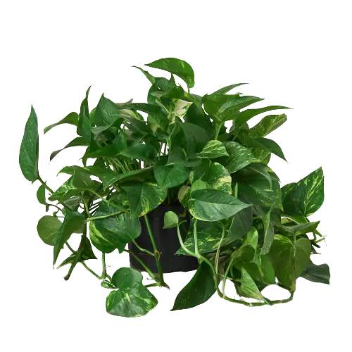 Pothos &