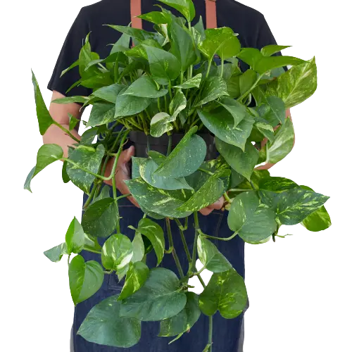 Pothos &