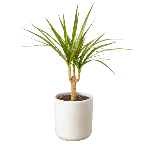 Dracaena &