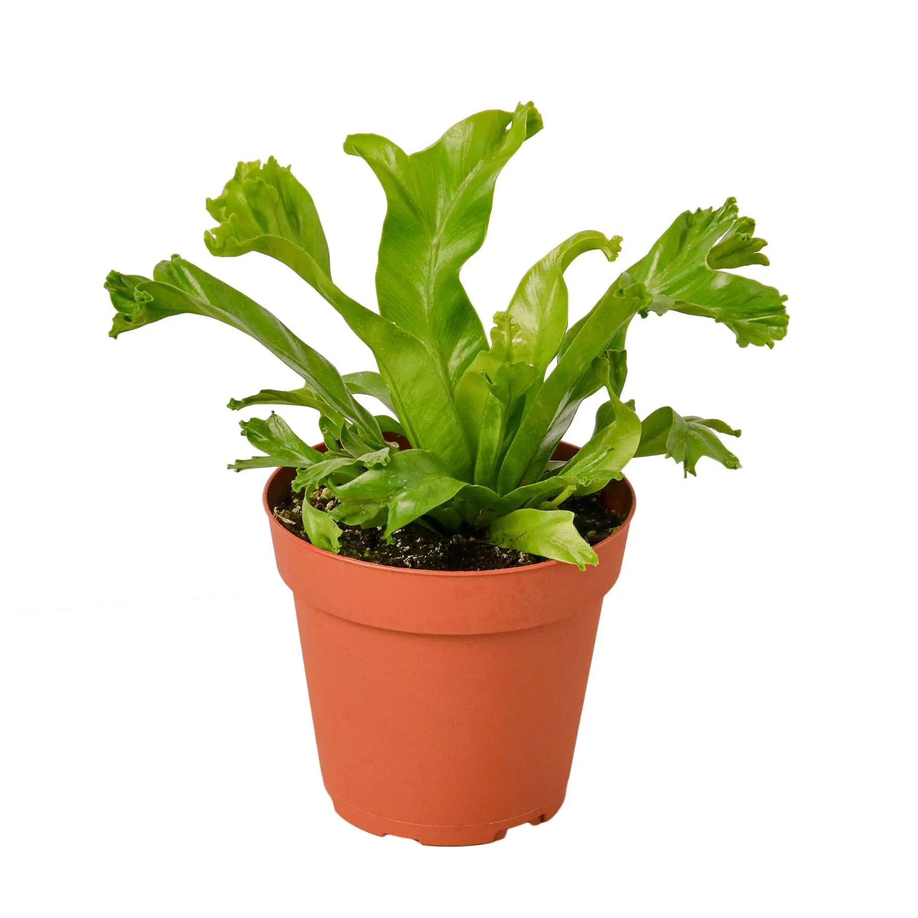 Bird’s Nest Leslie Fern - Hive Plants -