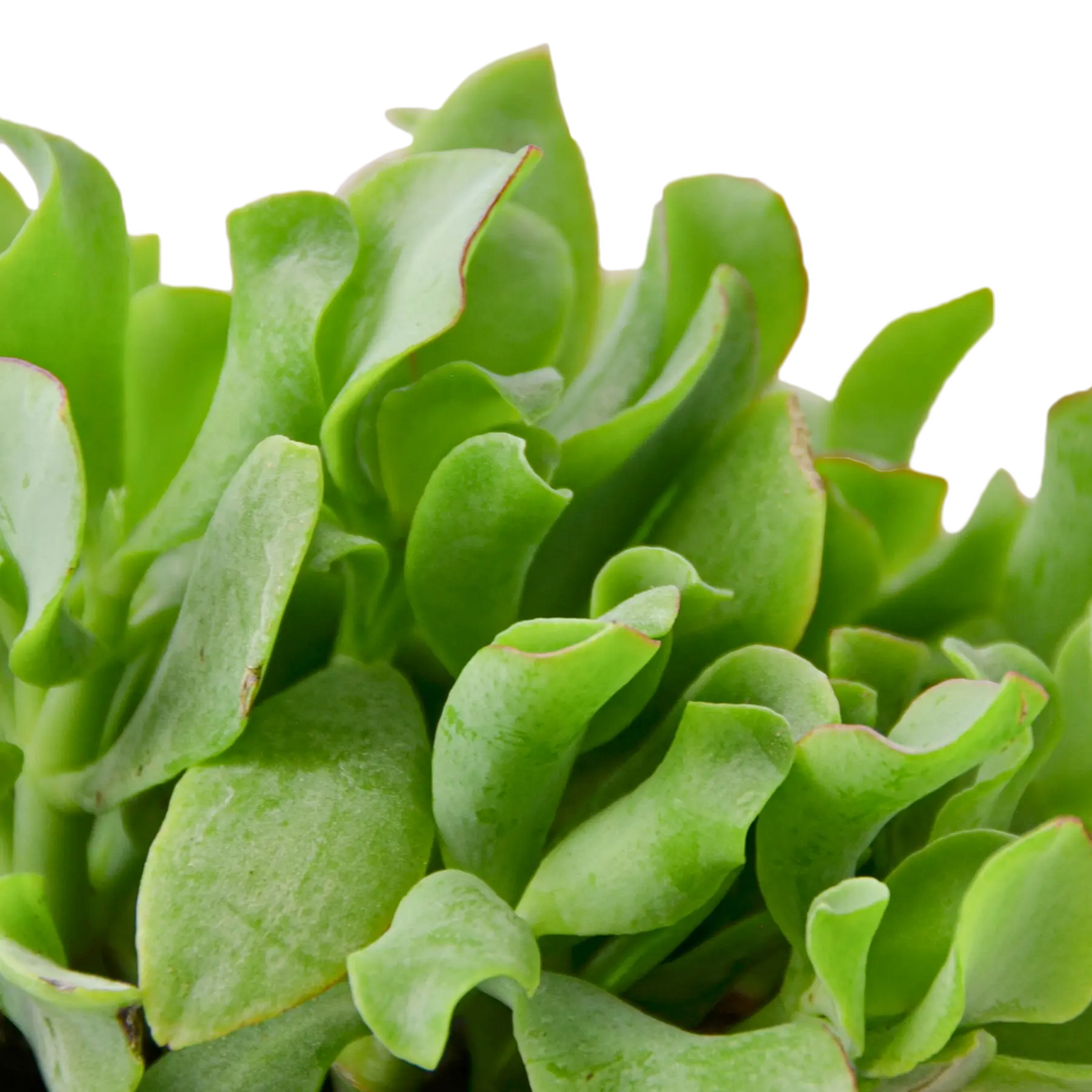 Ripple Jade Succulent - Hive Plants - Succulent