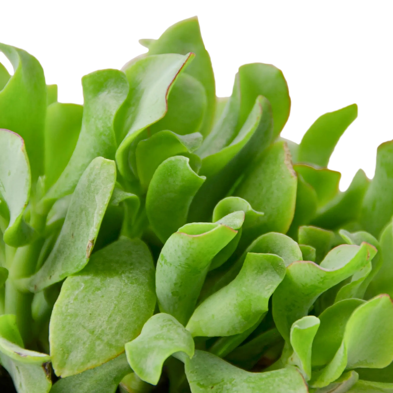 Ripple Jade Succulent - Hive Plants - Succulent