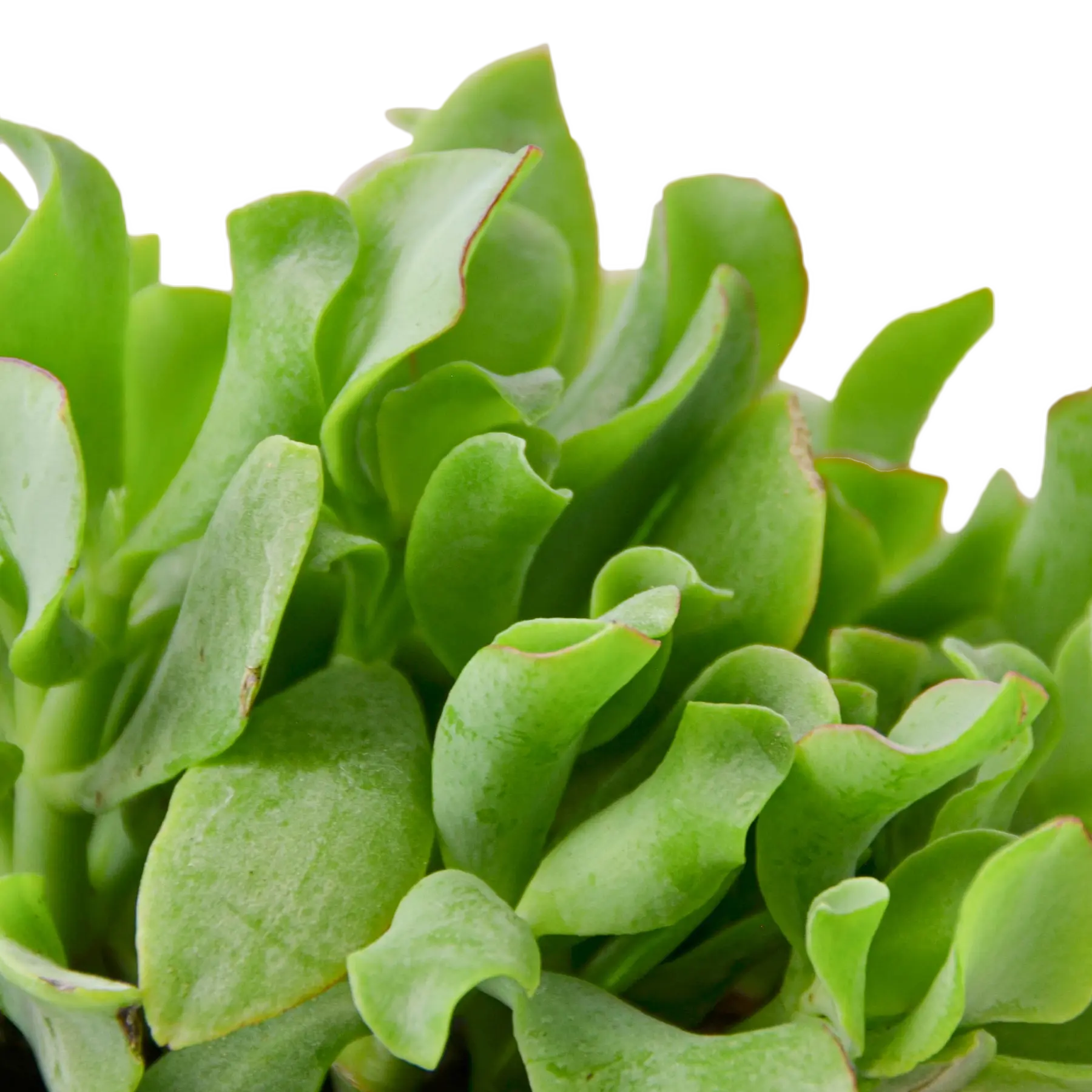 Ripple Jade Succulent - Hive Plants - Succulent