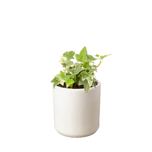 English Ivy &