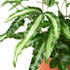 Pteris Cretica &