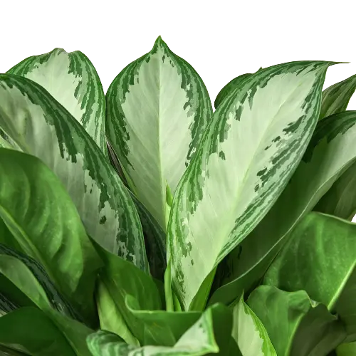 Chinese Evergreen &