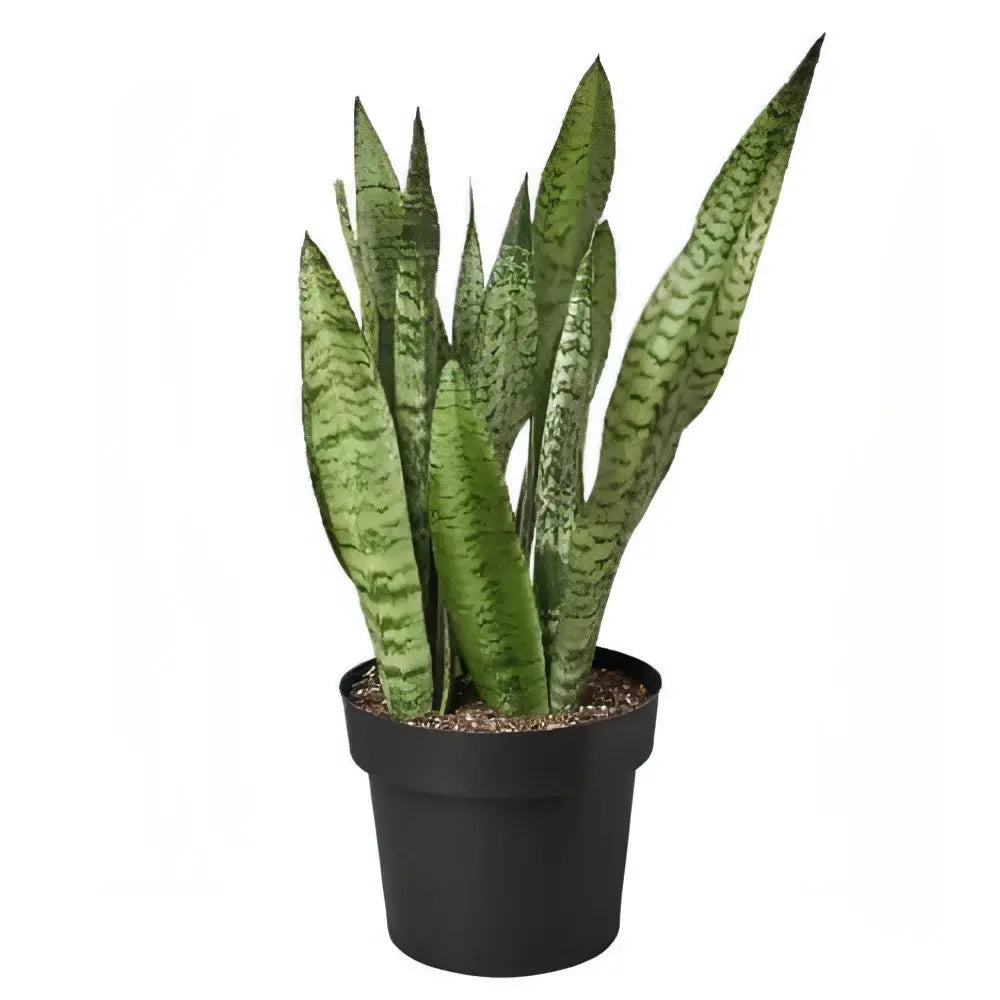 Snake Plant &
