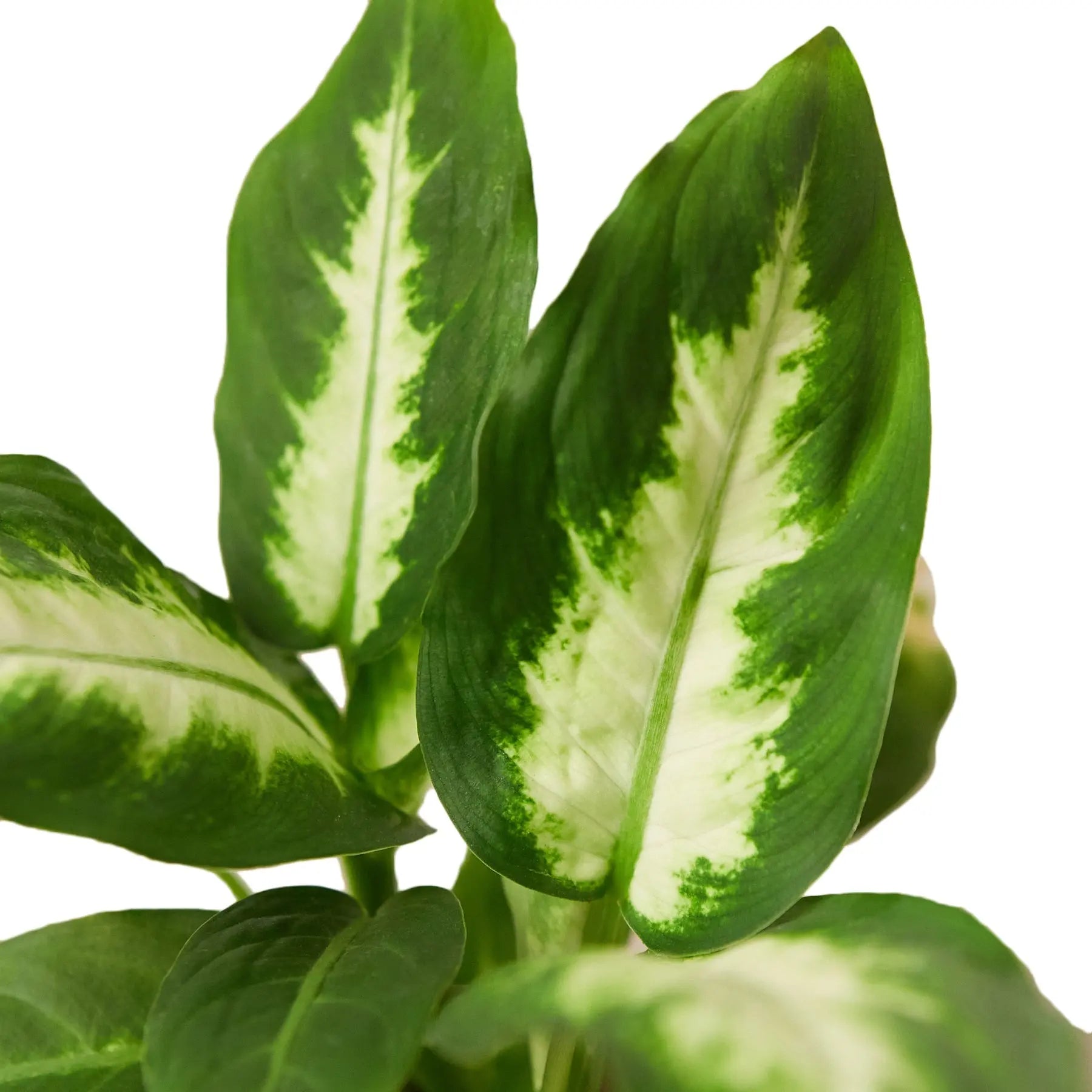 Dieffenbachia &