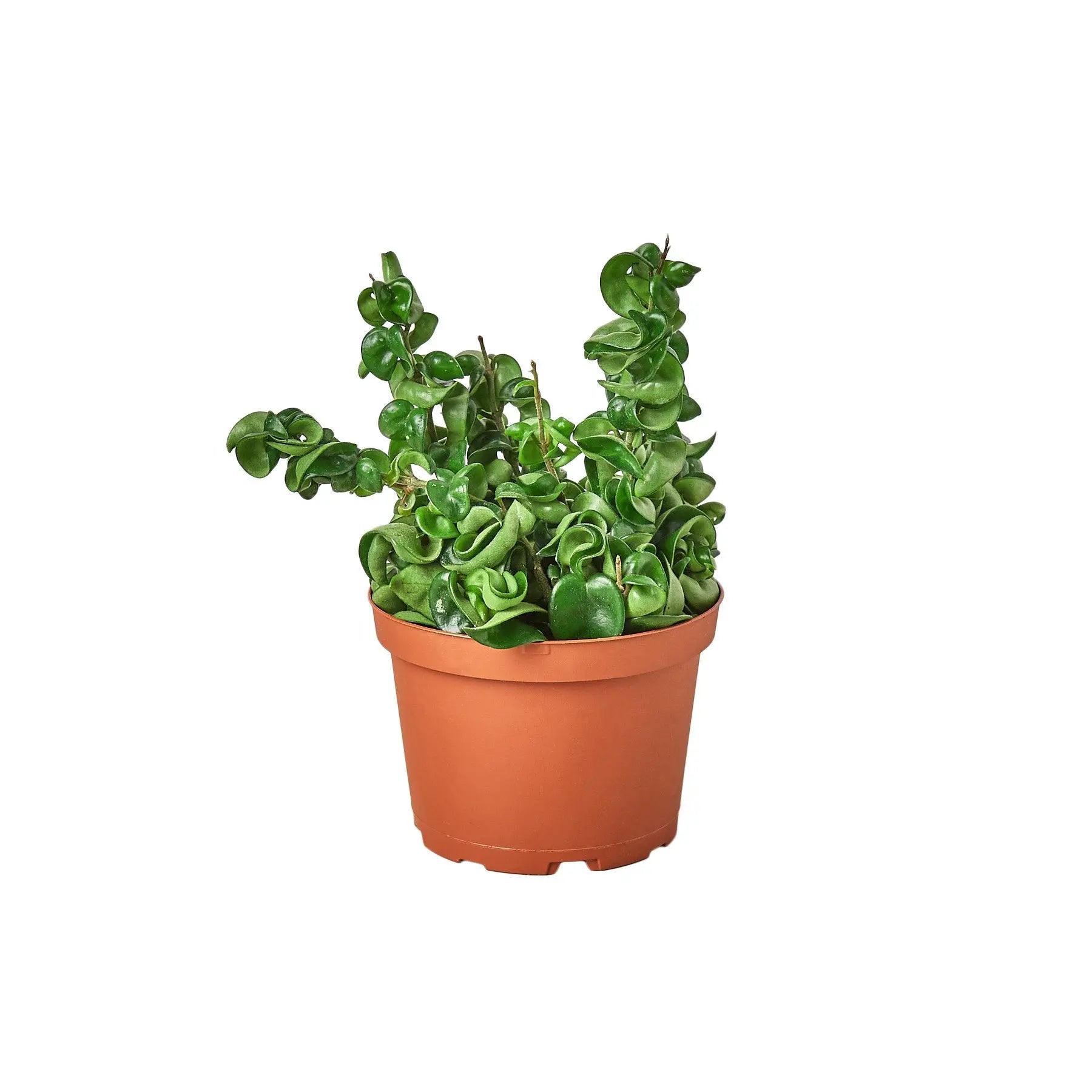 Hoya "Rope Plant" - Hive Plants -