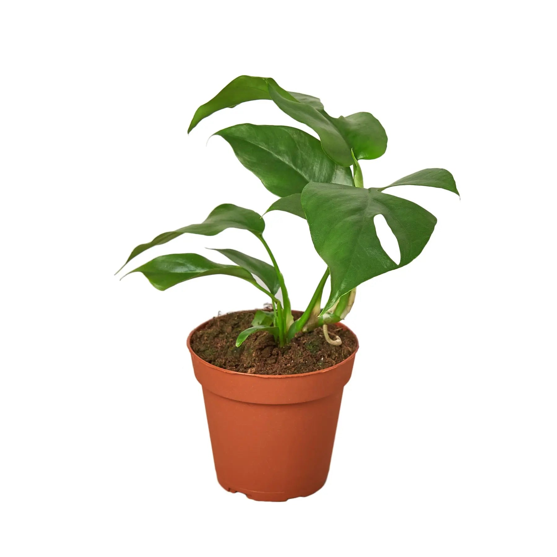 Mini Monstera &