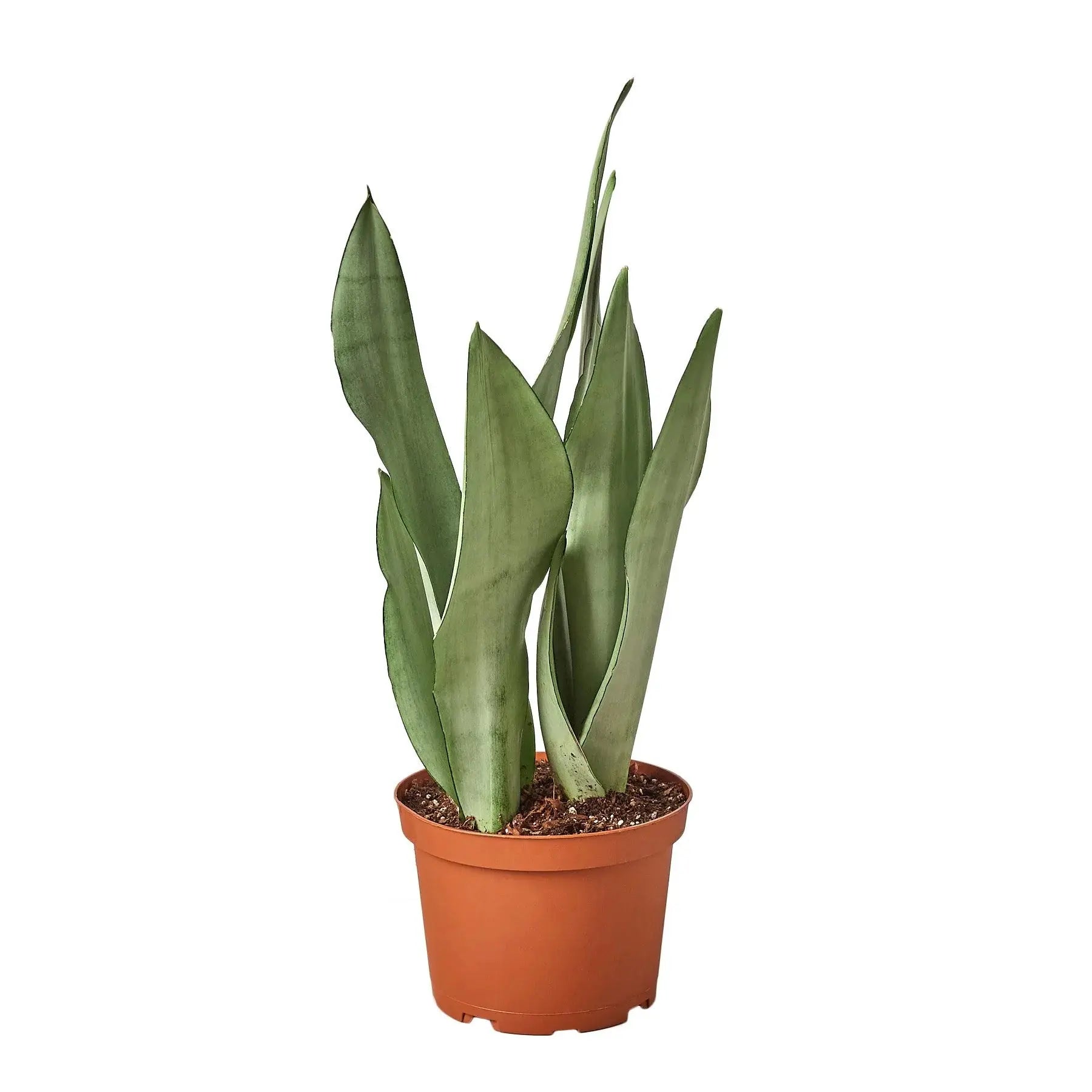 Snake Plant &