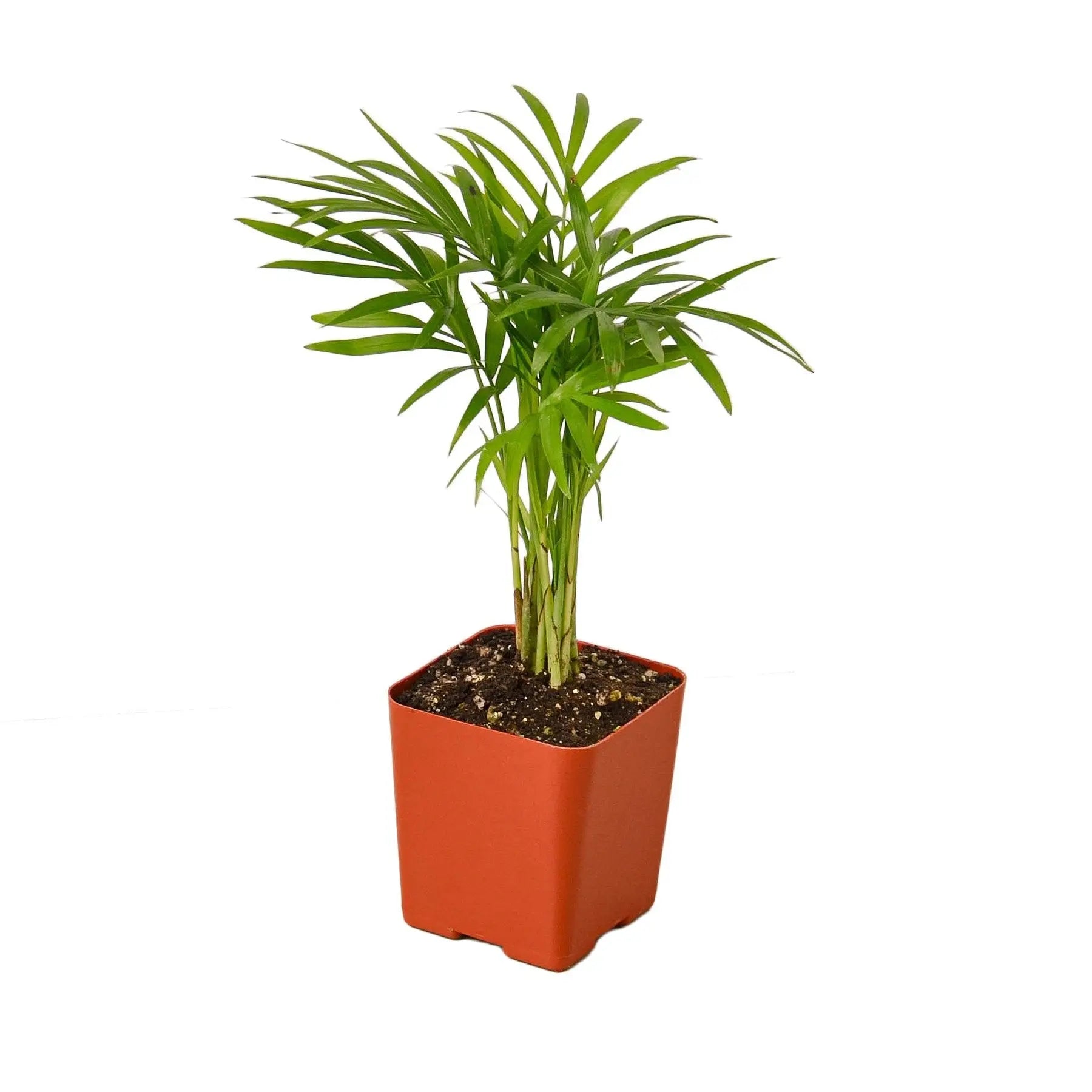 Parlor Palm - Hive Plants - Indoor & Outdoor Plants