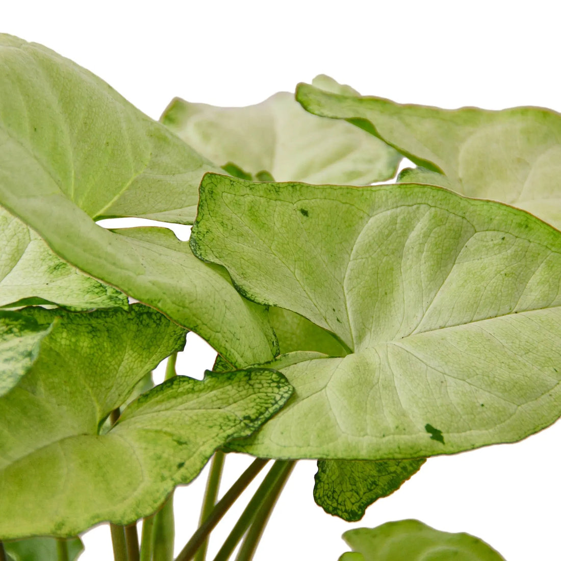 Syngonium White Butterfly - Hive Plants -