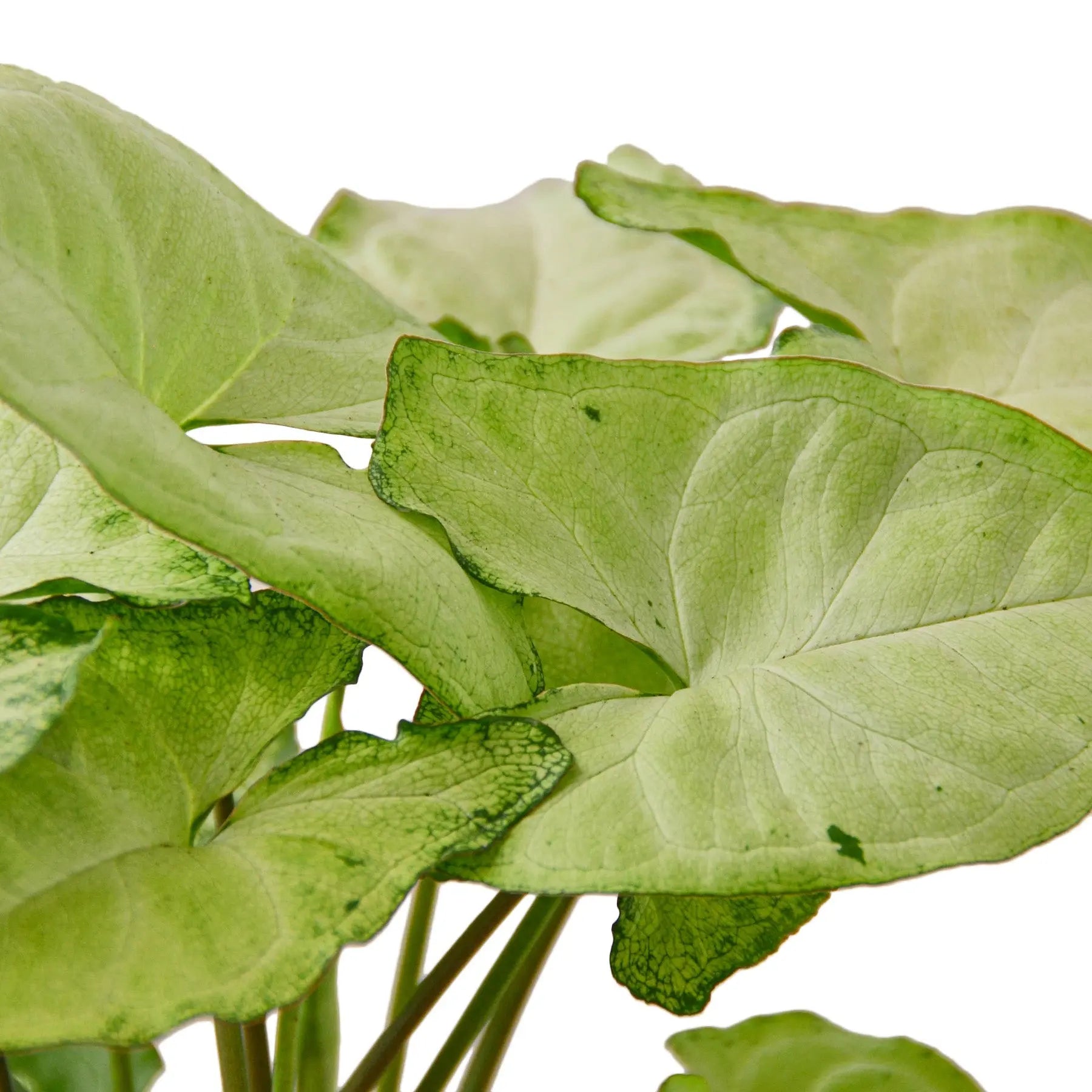 Syngonium White Butterfly - Hive Plants -