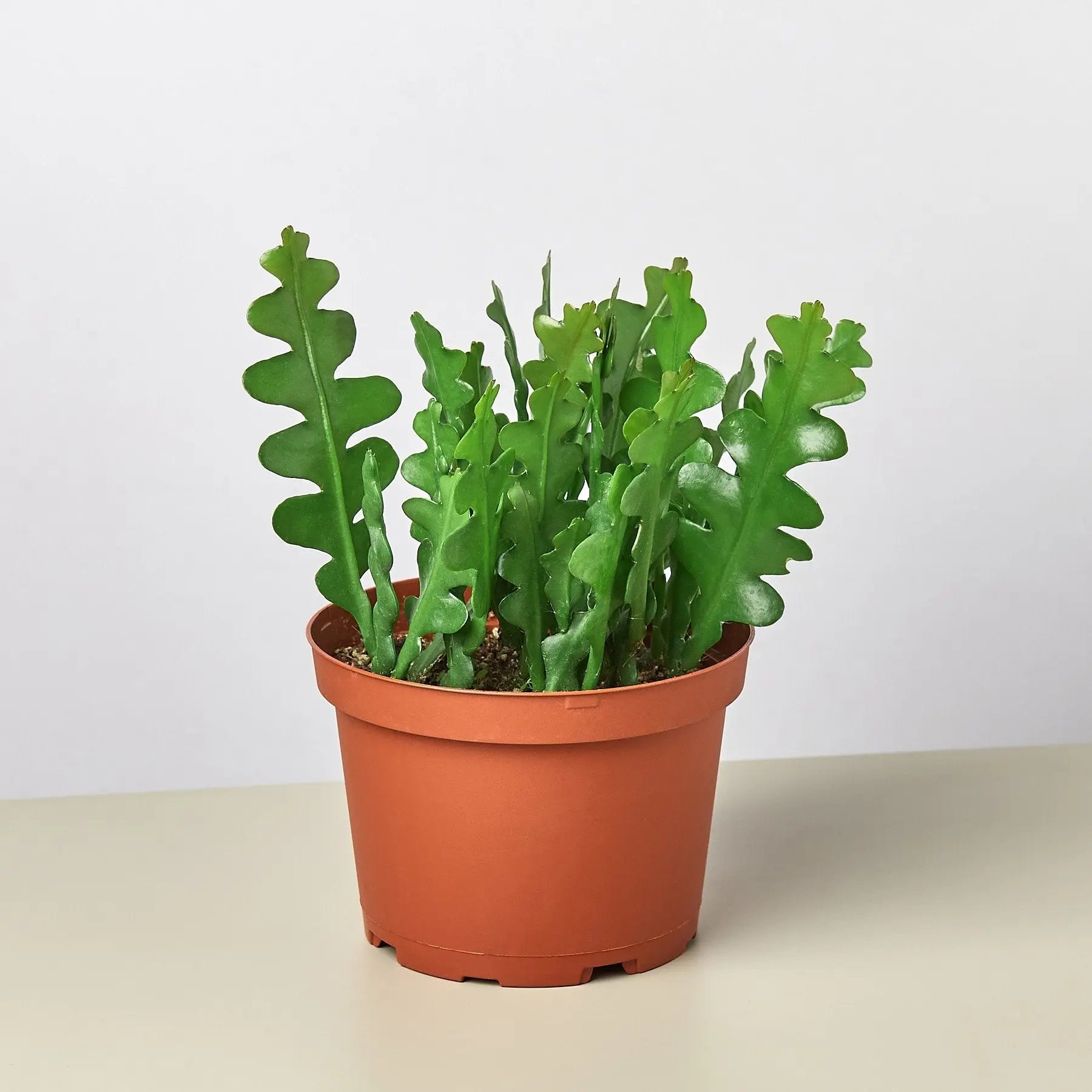 Epiphyllum &
