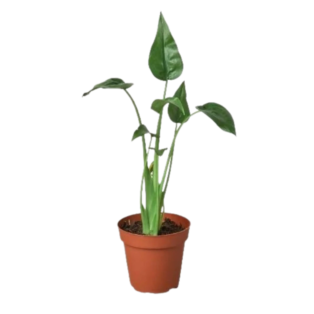 Alocasia Tiny Dancer - Hive Plants - Indoor & Outdoor Plants