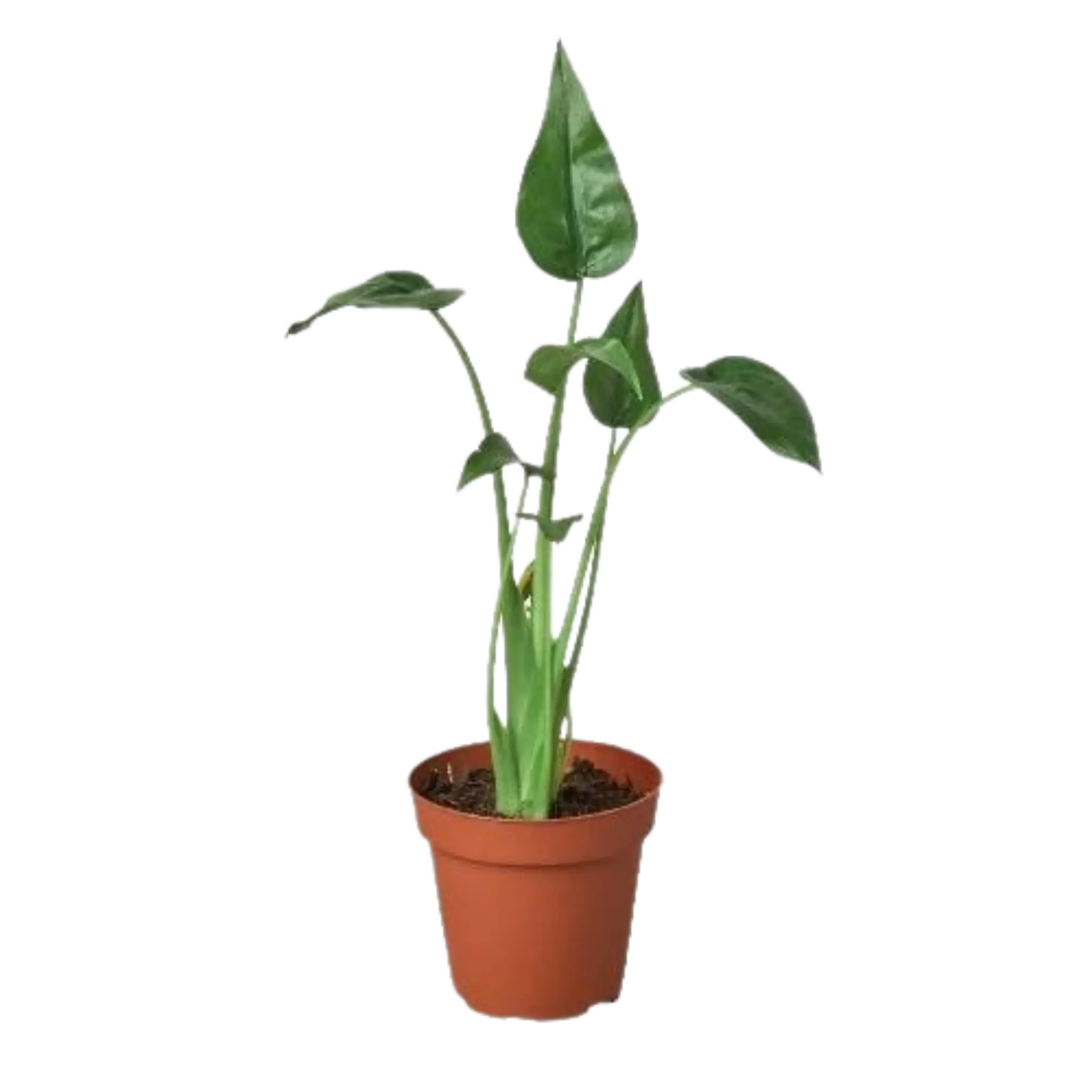 Alocasia Tiny Dancer - Hive Plants - Indoor & Outdoor Plants