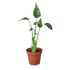 Alocasia Tiny Dancer - Hive Plants - Indoor & Outdoor Plants
