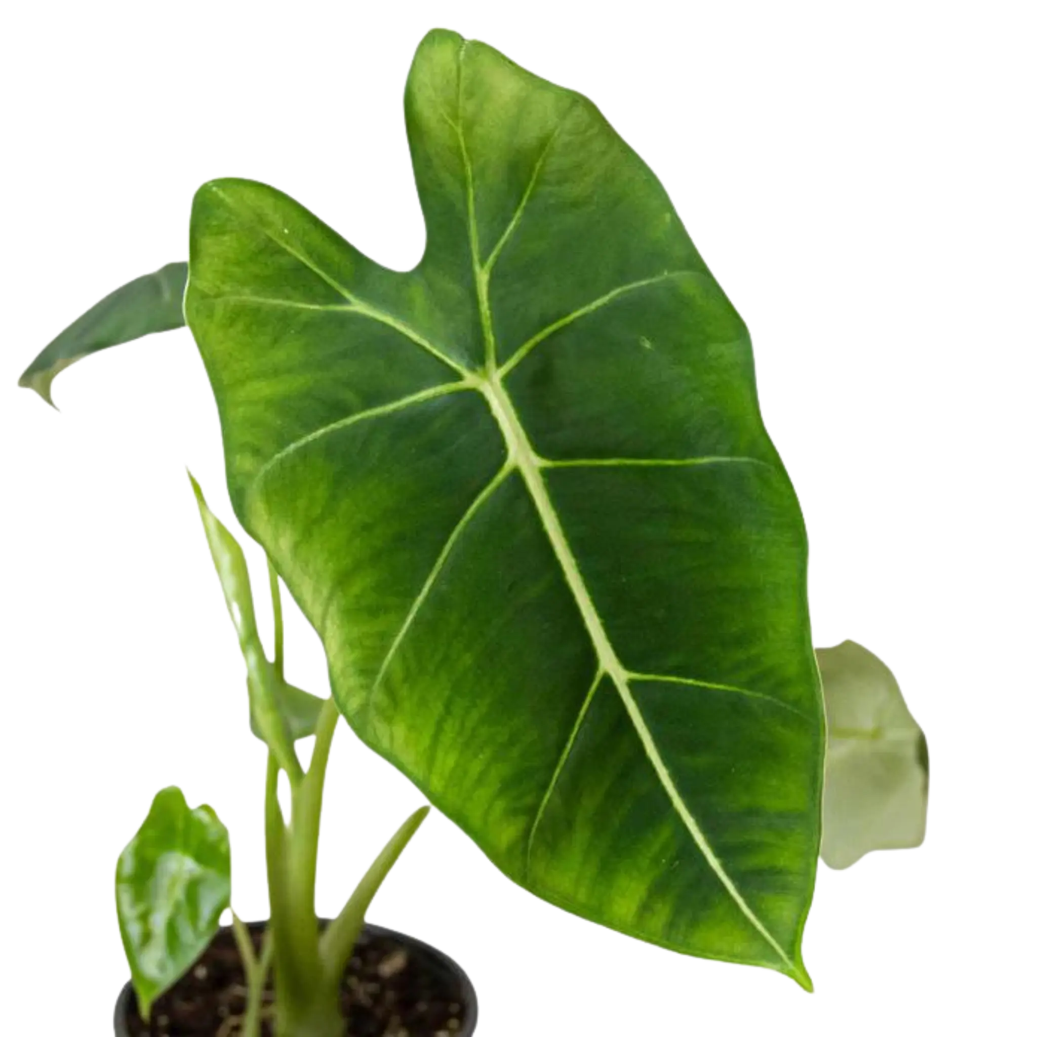Alocasia Frydek - Hive Plants - Indoor & Outdoor Plants