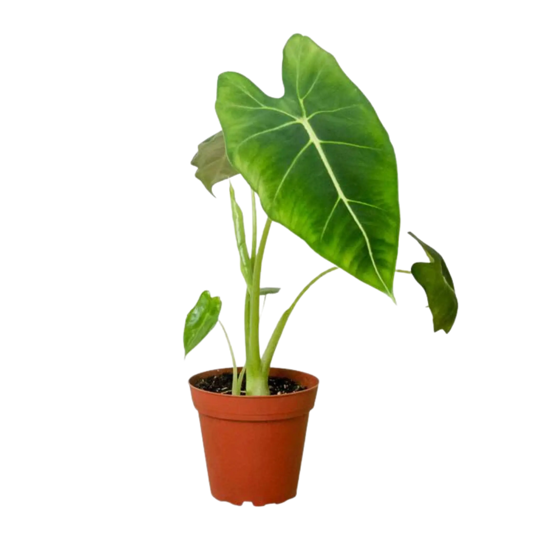 Alocasia Frydek - Hive Plants - Indoor & Outdoor Plants