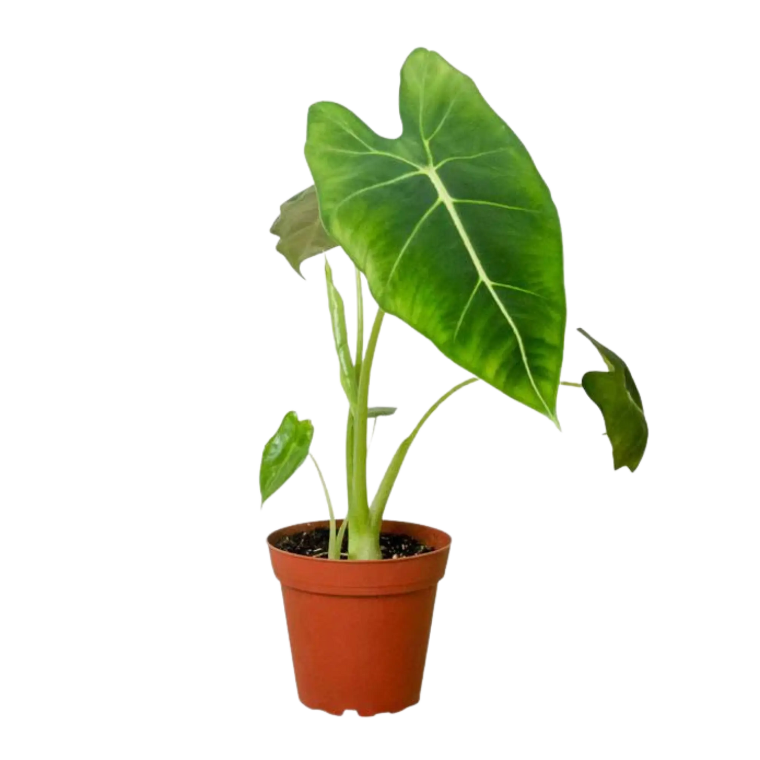 Alocasia Frydek - Hive Plants - Indoor & Outdoor Plants