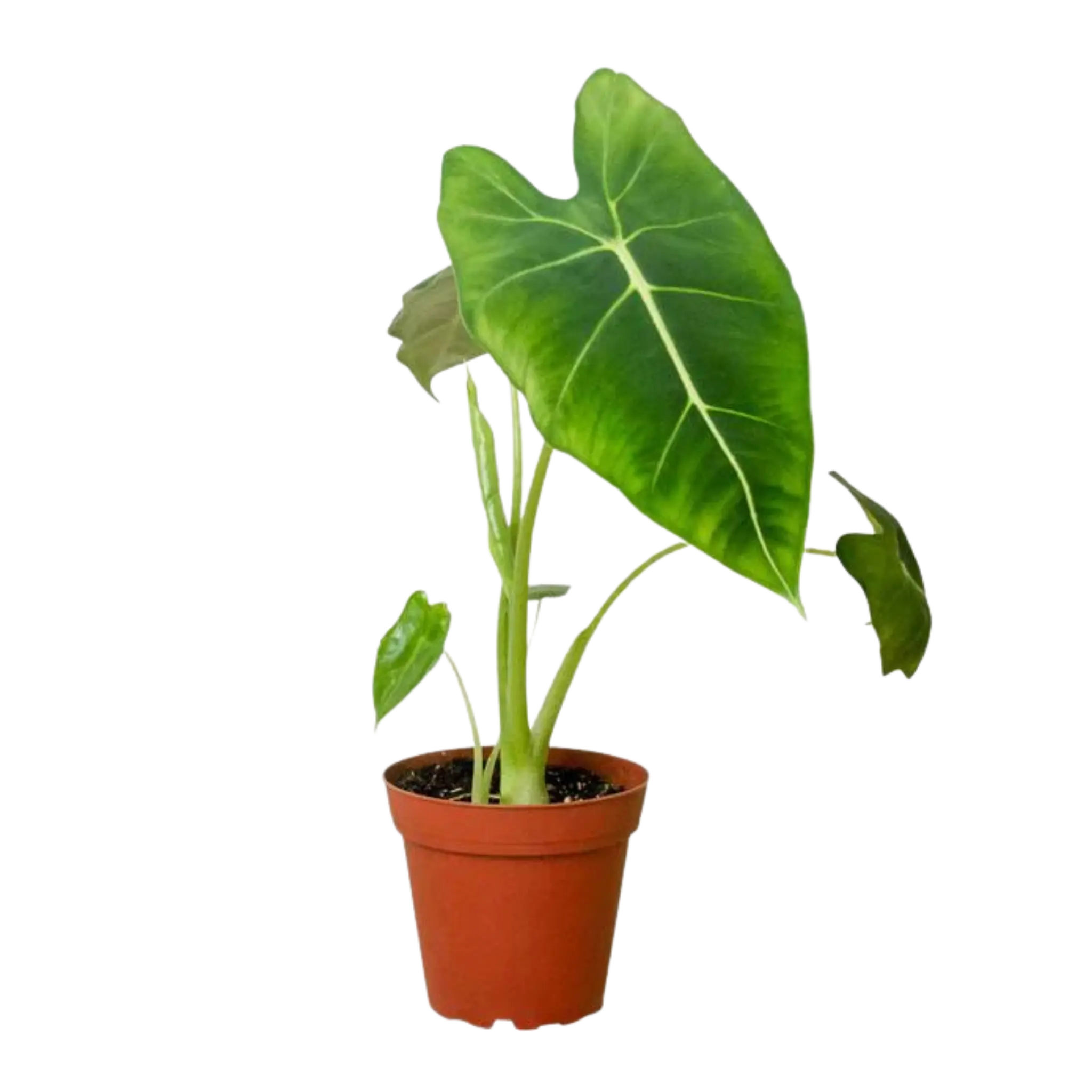 Alocasia Frydek - Hive Plants - Indoor & Outdoor Plants