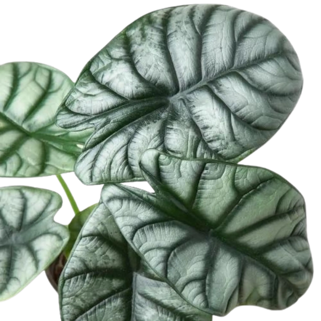 Alocasia Silver Dragon - Hive Plants - Indoor & Outdoor Plants