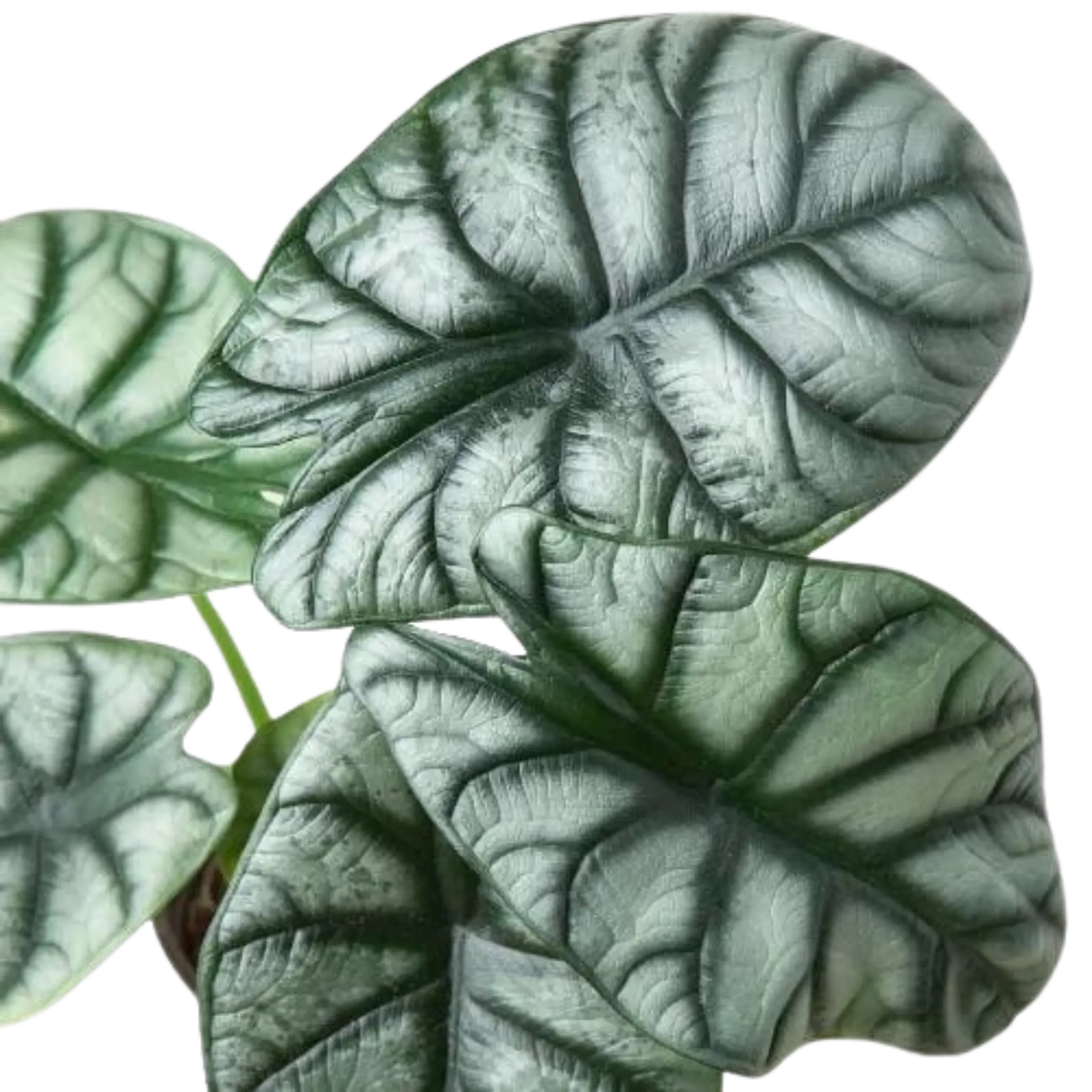 Alocasia Silver Dragon - Hive Plants - Indoor & Outdoor Plants
