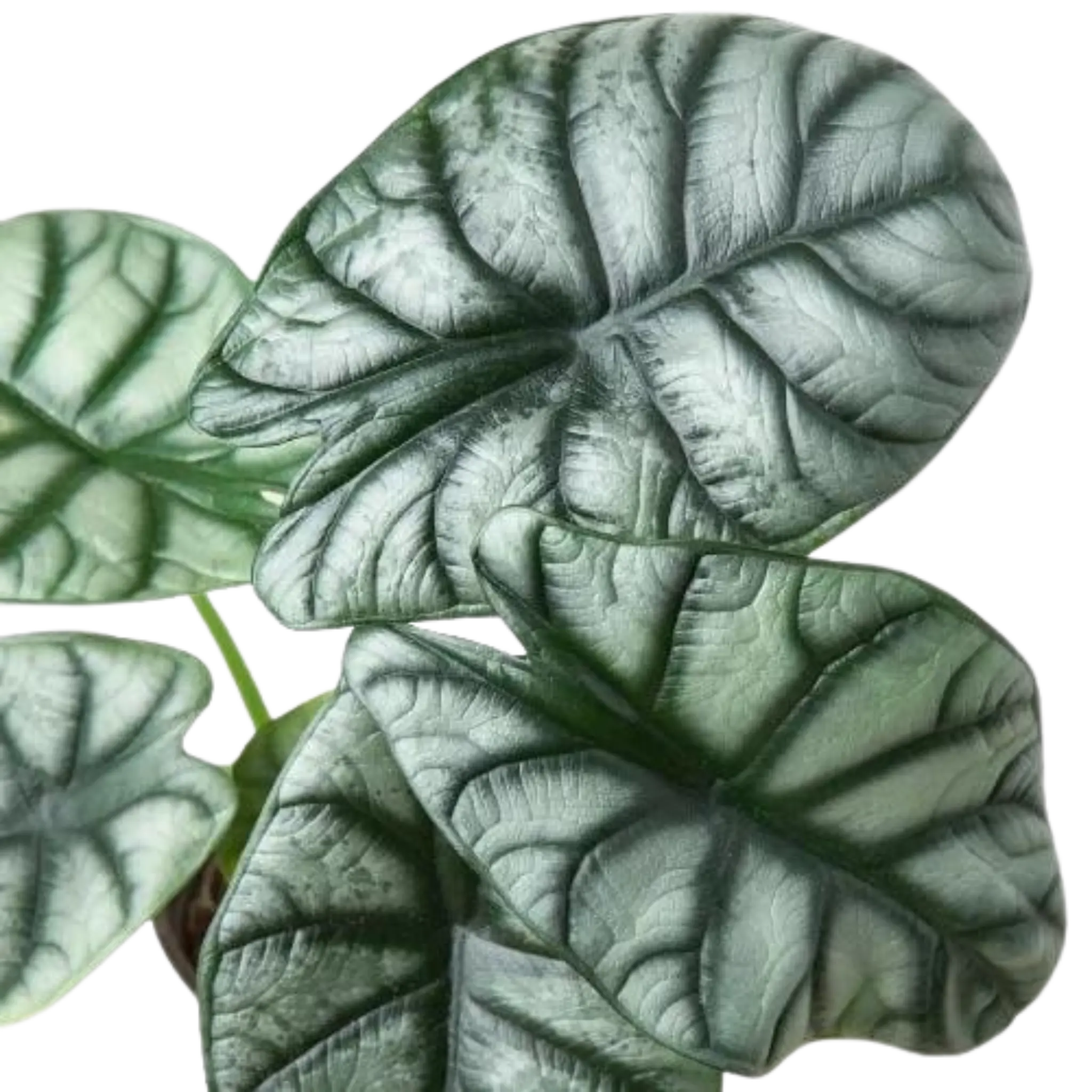 Alocasia Silver Dragon - Hive Plants - Indoor & Outdoor Plants