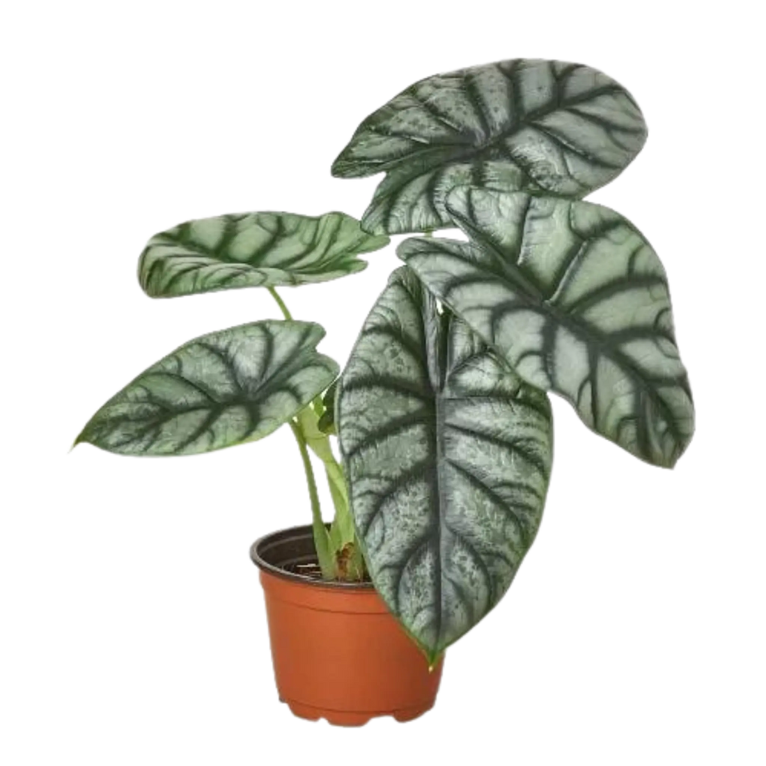 Alocasia Silver Dragon - Hive Plants - Indoor & Outdoor Plants