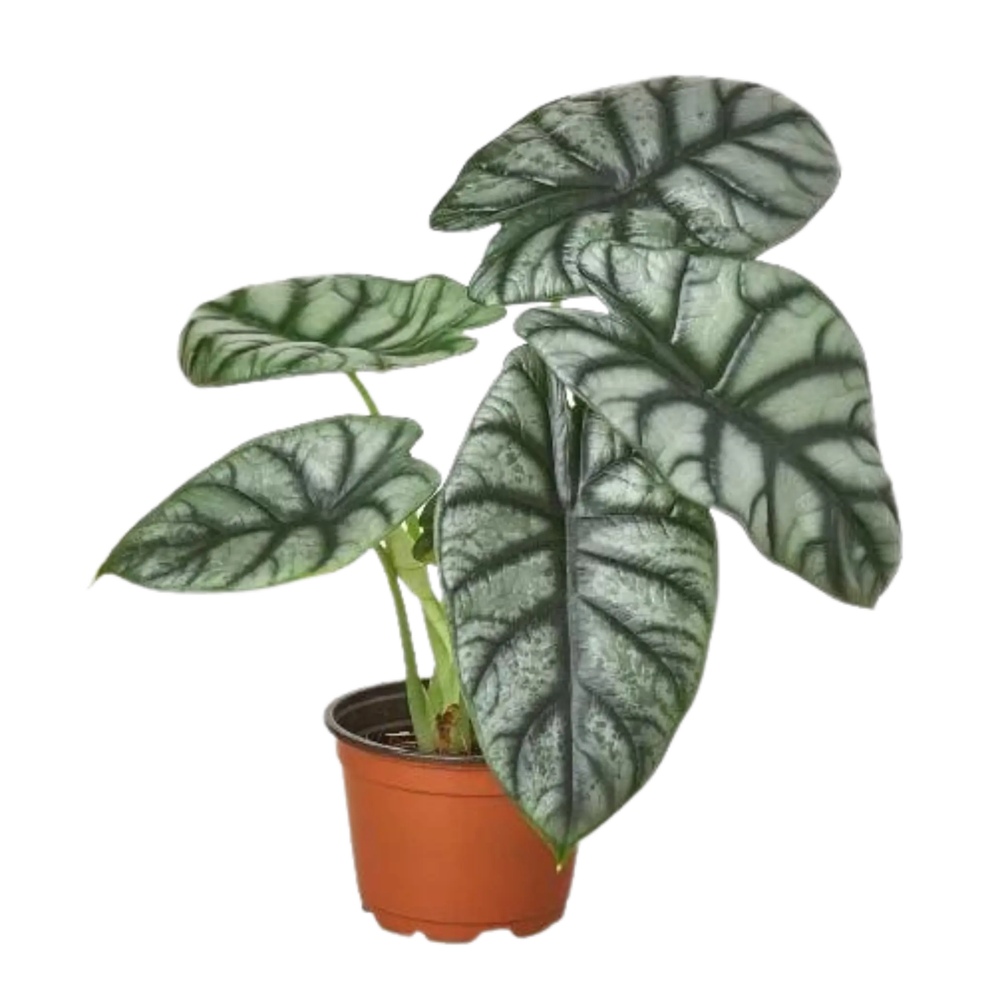 Alocasia Silver Dragon - Hive Plants - Indoor & Outdoor Plants