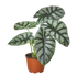 Alocasia Silver Dragon - Hive Plants - Indoor & Outdoor Plants