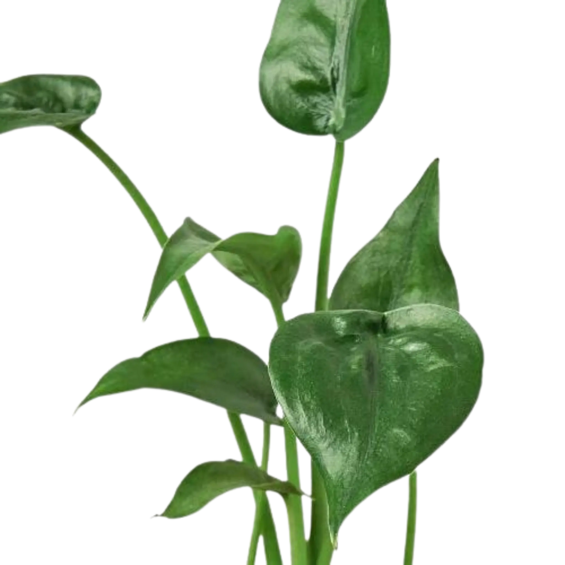 Alocasia Tiny Dancer - Hive Plants - Indoor & Outdoor Plants