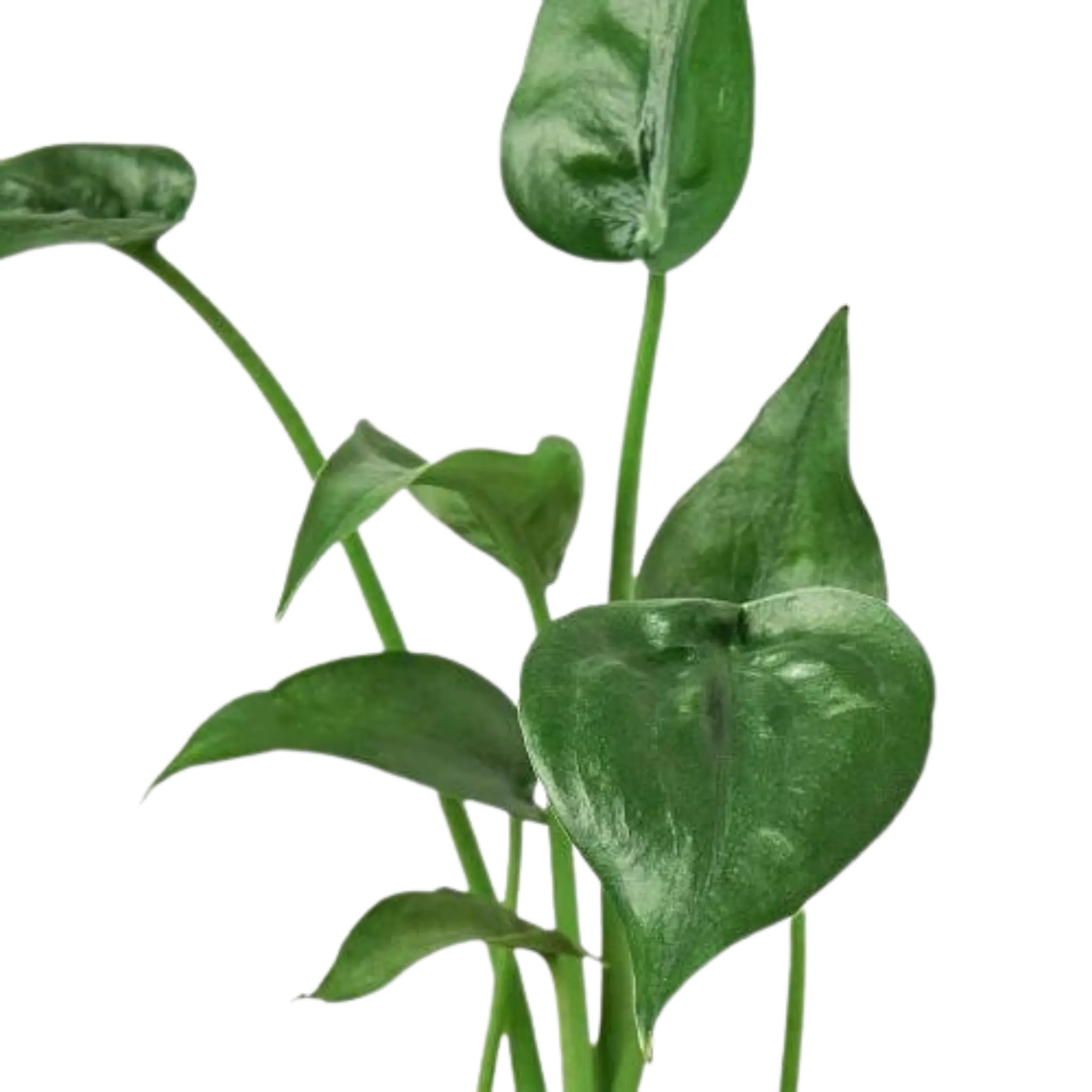 Alocasia Tiny Dancer - Hive Plants - Indoor & Outdoor Plants