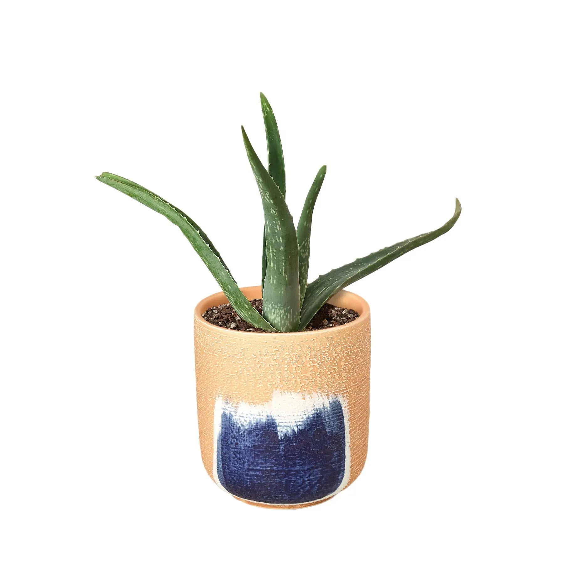 Aloe Vera - Hive Plants -