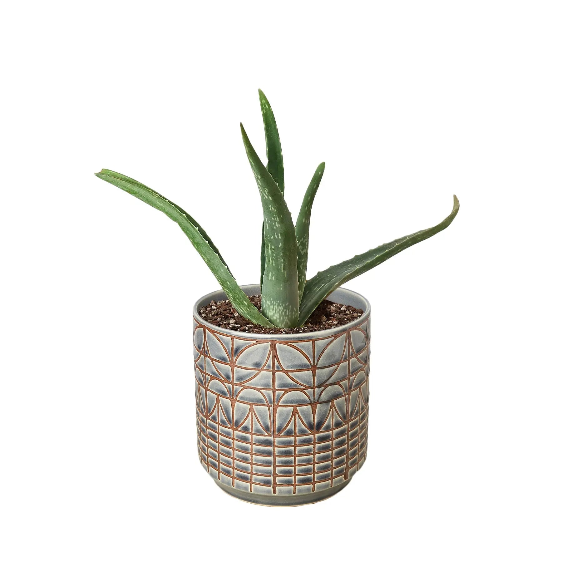 Aloe Vera - Hive Plants -