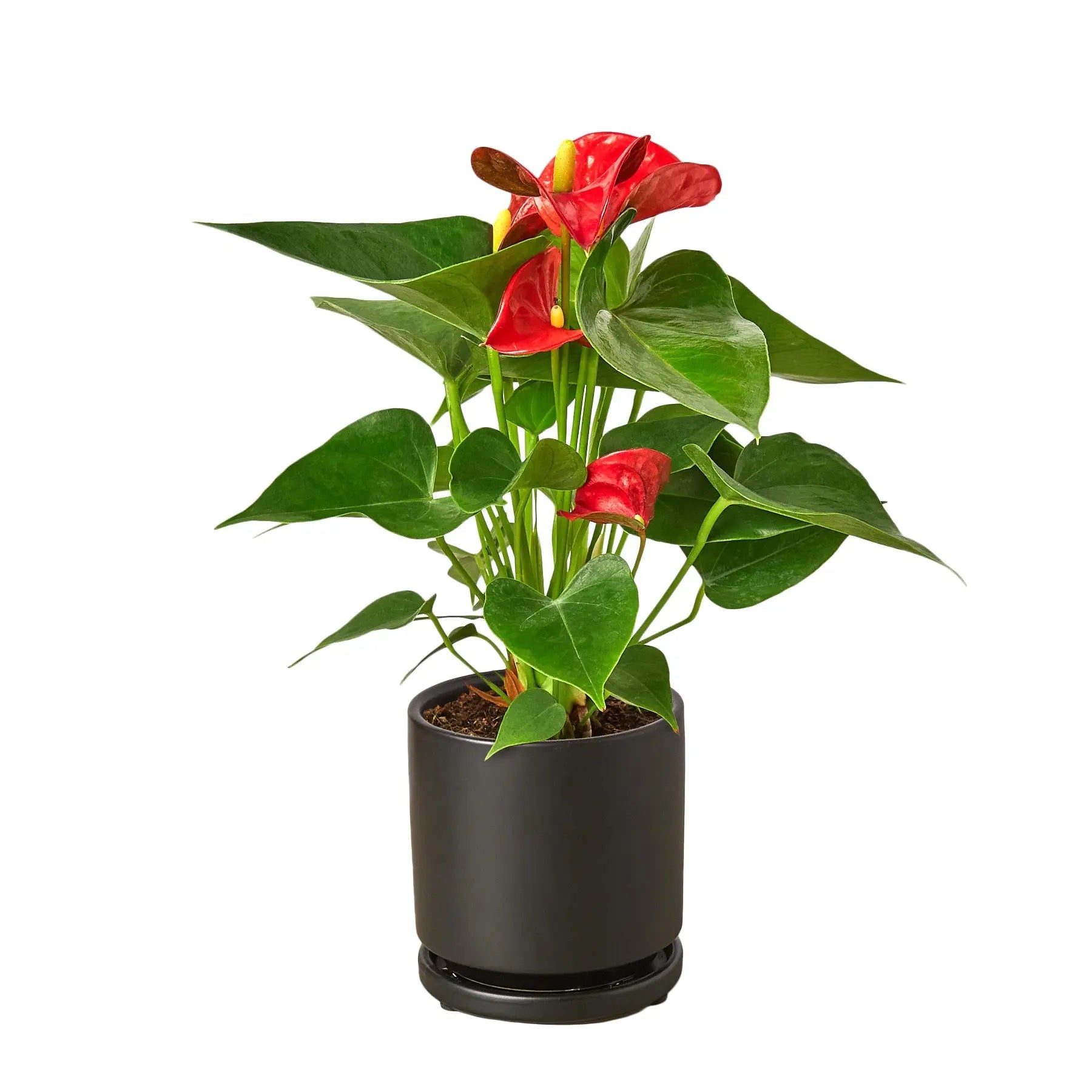 Anthurium Red - Hive Plants - Indoor & Outdoor Plants