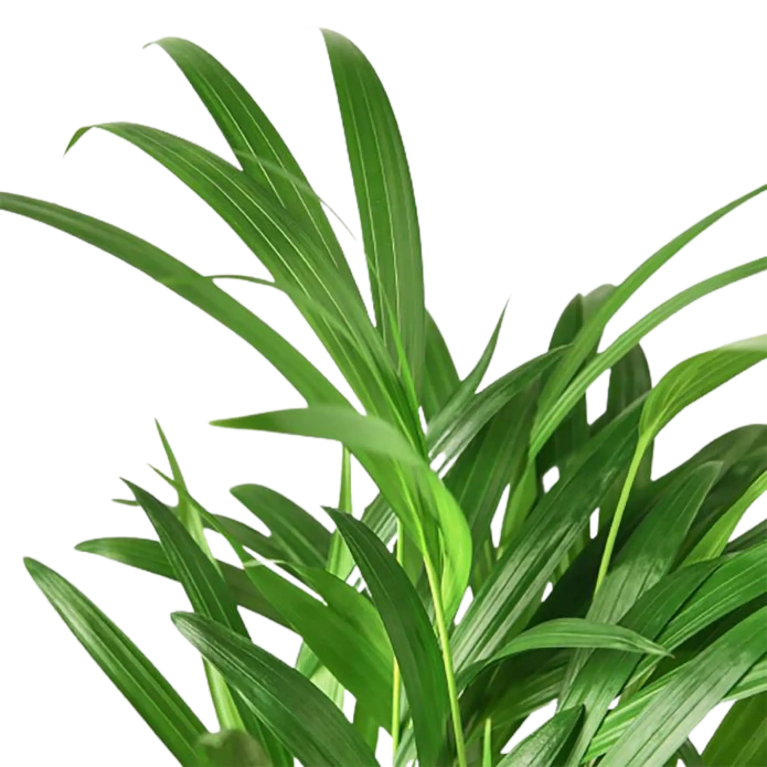 Areca Palm - Hive Plants - Indoor & Outdoor Plants