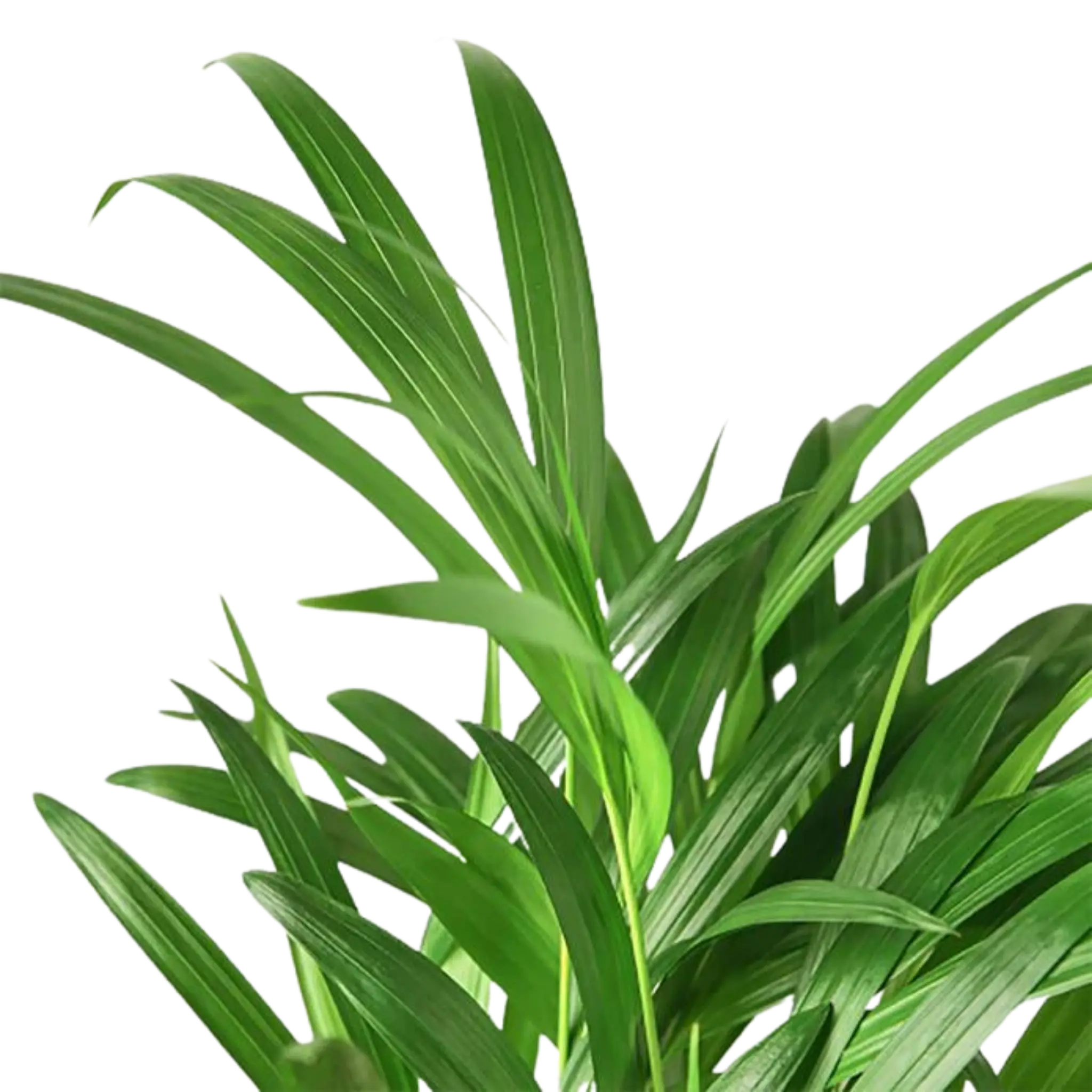 Areca Palm - Hive Plants - Indoor & Outdoor Plants