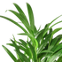 Areca Palm - Hive Plants - Indoor & Outdoor Plants