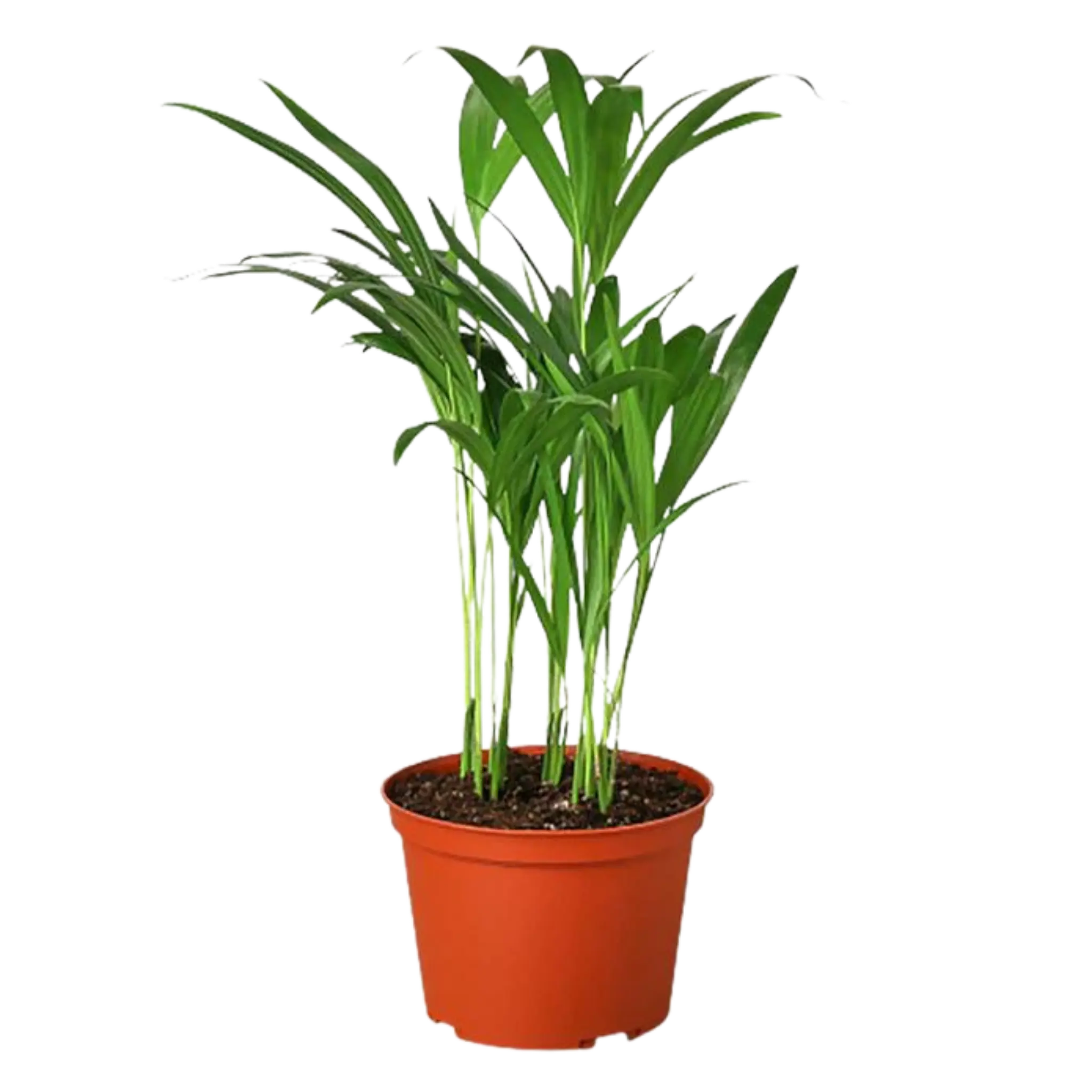 Areca Palm - Hive Plants - Indoor & Outdoor Plants