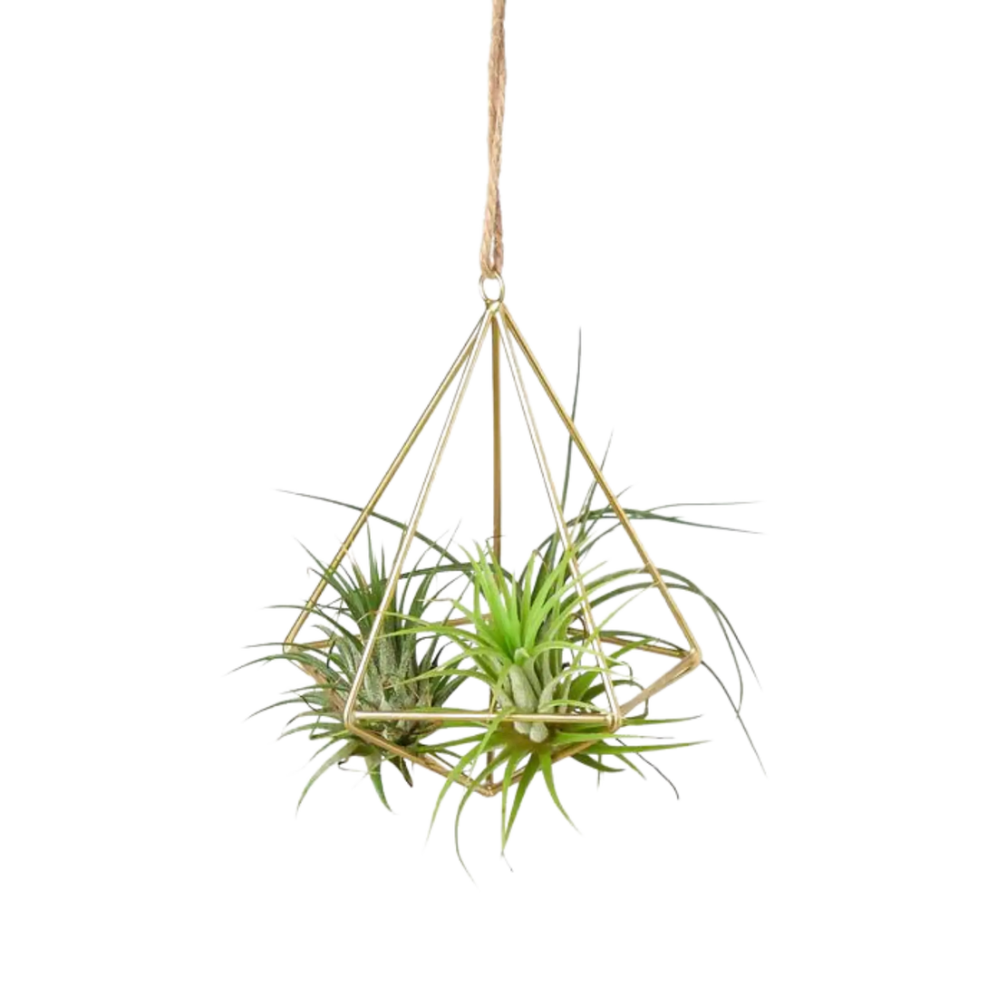 Brass Air Plant Holder - Hive Plants - Pots & Planters
