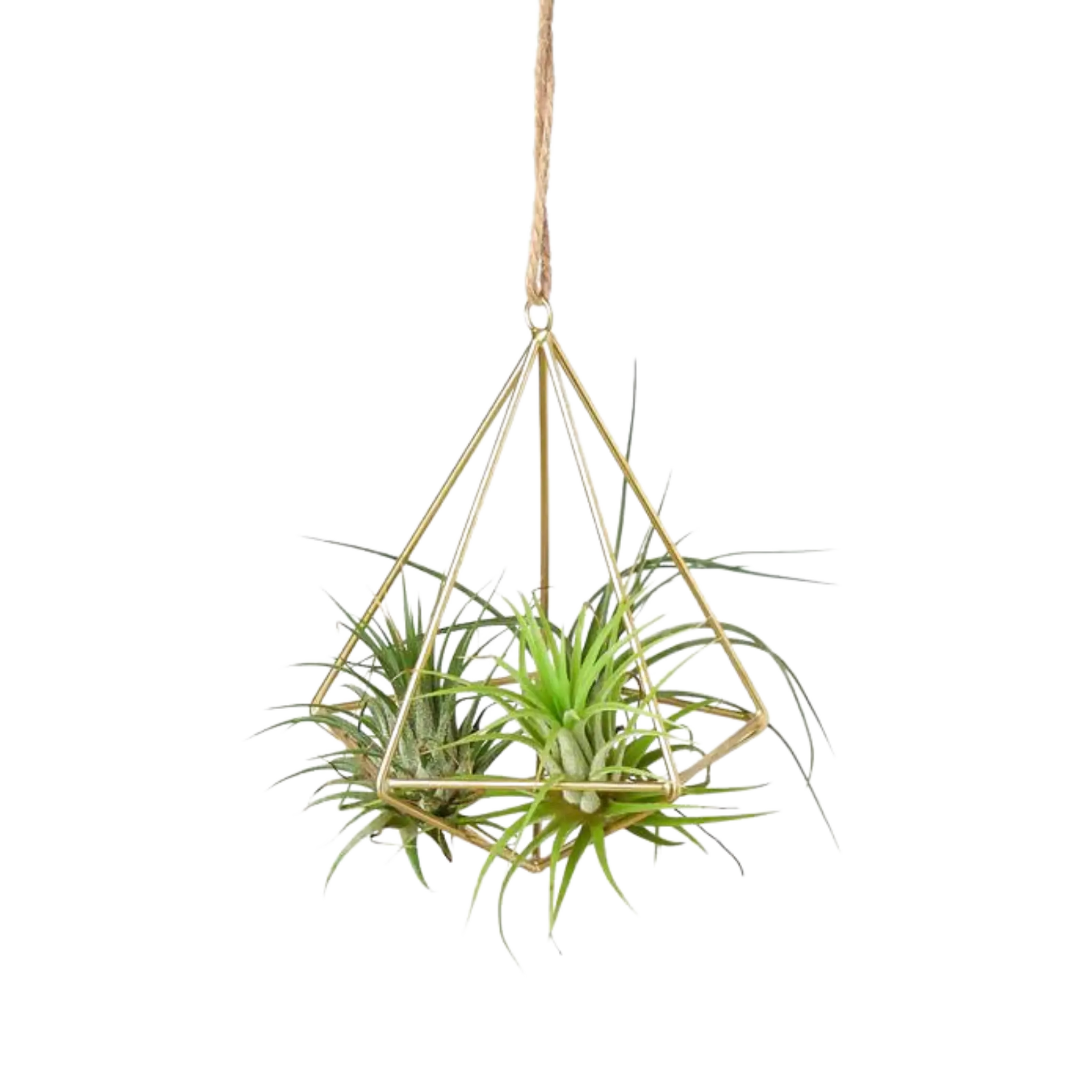 Brass Air Plant Holder - Hive Plants - Pots & Planters