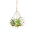Brass Air Plant Holder - Hive Plants - Pots & Planters